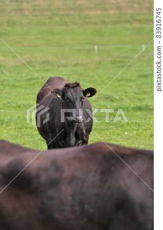 牧場風光,日本牛肉 牧場風光,日本牛肉 83916745
