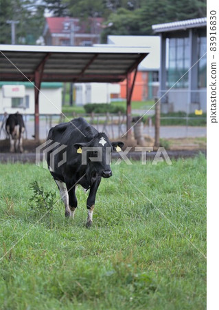 Hokkaido, early morning ranch Hokkaido, early morning ranch 83916830