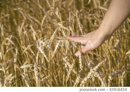 The farmer carefully checks the quality of the crop. 83916859
