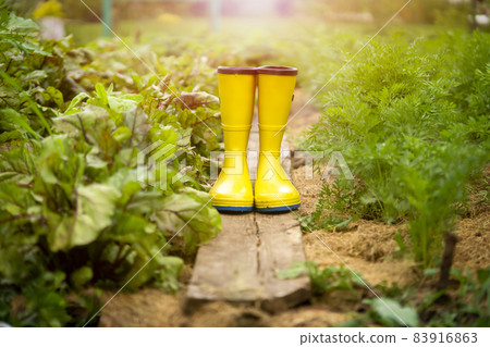 A closeup of yellow rubber boots in a green beautiful garden. 83916863