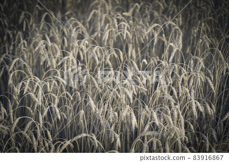 Stems of golden wheat with grain. 83916867
