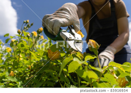 A young man is trimming a rose bush 83916934