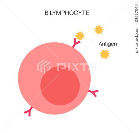 B Cell Lymphocyte - Stock Illustration [83917049] - PIXTA