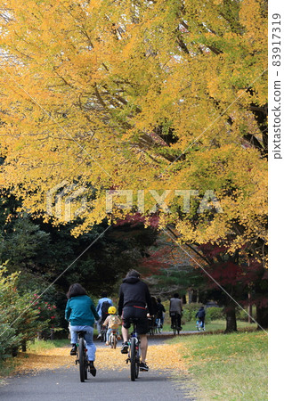Family cycling under the ginkgo 83917319