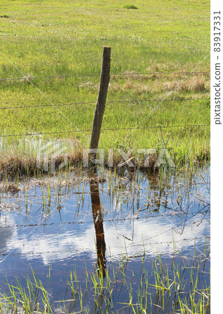 A green pasture with water along the fence in the ditch 83917331