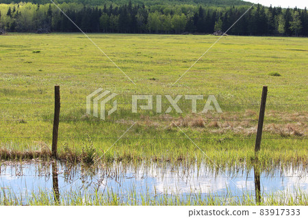 A green pasture with water along the fence in the ditch 83917333