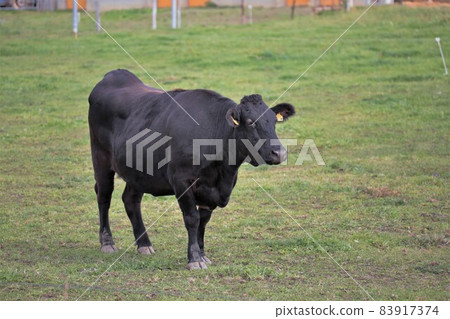 牧場風光，日本牛肉 83917374