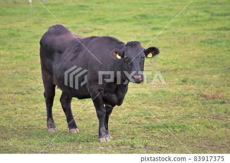 牧場風光，日本牛肉 83917375