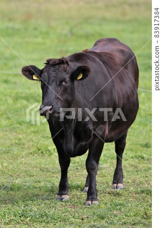 Ranch scenery, Japanese beef Ranch scenery, Japanese beef 83917384