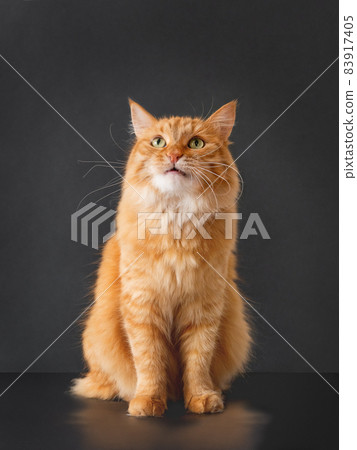 Puzzled ginger cat with questioning expression on face posing on black background. 83917405