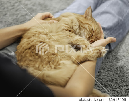 Cute ginger cat is sleeping on woman's knees. Fluffy pet comfortably settled on pet owner's legs. 83917406