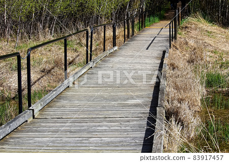 View of a wooden boardwalk through a grassy area 83917457