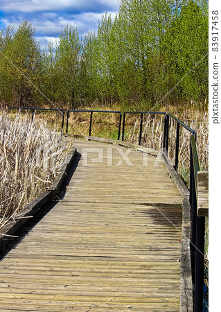 View of a wooden boardwalk through a marshy area View of a wooden boardwalk through a marshy area 83917458