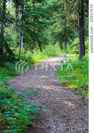 A maintained hiking trail through a spruce forest A maintained hiking trail through a spruce forest 83917474