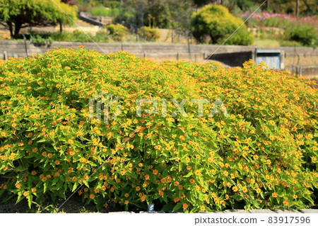 Melanpodium flower 83917596
