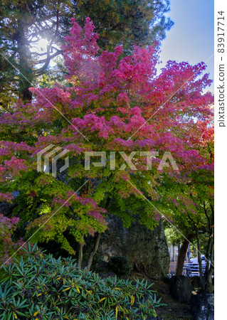 Autumn leaves of Zuiganji Temple in Matsushima 83917714
