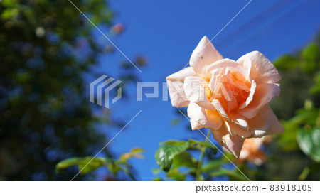 Rose (Royal Sunset) 83918105