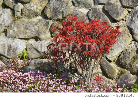 Ishigaki and autumn leaves Ishigaki and autumn leaves 83918143