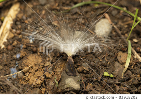 Marsdenia seeds 83918202