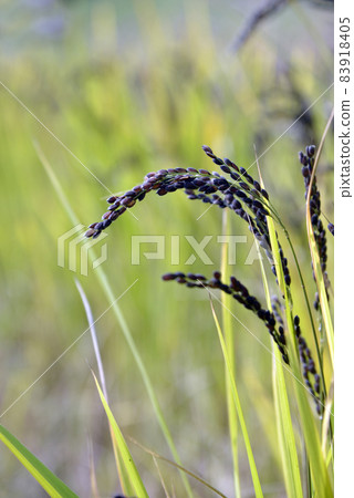 Black rice ears ancient rice 83918405