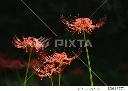 Cluster amaryllis Cluster amaryllis 83918771