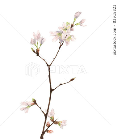 Cherry blossoms with branches Cherry blossoms with branches 83918823