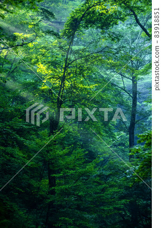 The mountain road to Karuizawa Shiraito Falls where the morning sun began to enter through the gaps between the trees 83918851