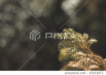 Small plants and fluffy bokeh Small plants and fluffy bokeh 83918871