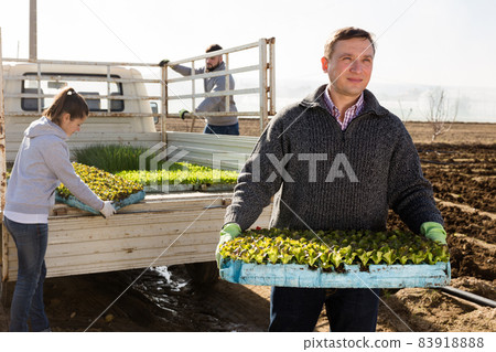 Woman and men unload crates of lettuce seedlings from truck Woman and men unload crates of lettuce seedlings from truck 83918888
