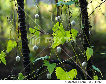 Fruit of the plum Fruit of the plum 83918923