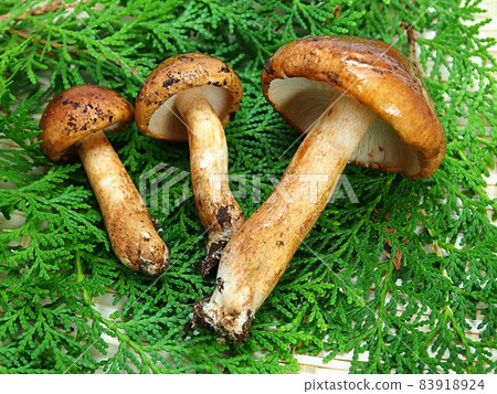 Tricholoma ustale collected 83918924