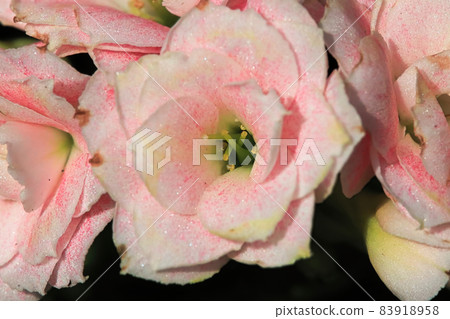 Macro photo od delicate pink kalanchoe flowers Macro photo od delicate pink kalanchoe flowers 83918958