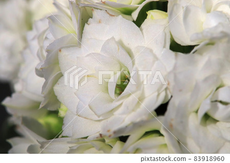 Macro photo of delicate petals on a white kalanchoe Macro photo of delicate petals on a white kalanchoe 83918960
