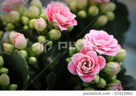 Macro photo od delicate pink kalanchoe flowers 83918962