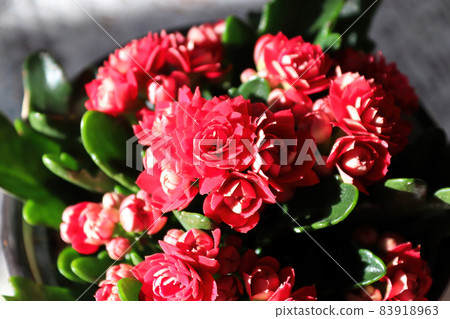 Closeup of red flowers on a kalanchoe plant Closeup of red flowers on a kalanchoe plant 83918963