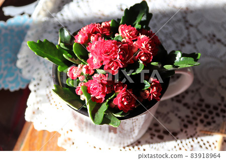 A cup full of red kalanchoe plant flowers 83918964