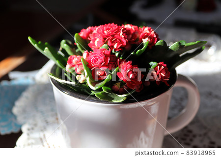 A cup full of red kalanchoe plant flowers 83918965