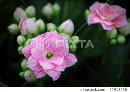 Macro photo od delicate pink kalanchoe flowers Macro photo od delicate pink kalanchoe flowers 83918966