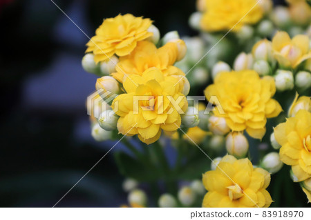 Yellow blossoms and buds on a kalanchoe plant Yellow blossoms and buds on a kalanchoe plant 83918970