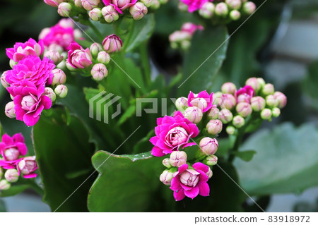 Closeup of pink flowers and buds on a kalanchoe Closeup of pink flowers and buds on a kalanchoe 83918972