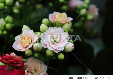 Macro photo od delicate pink kalanchoe flowers Macro photo od delicate pink kalanchoe flowers 83918980