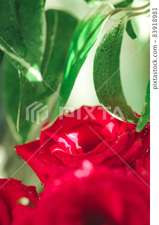 Bouquet of red roses as floral holiday gift, beautiful fresh garden flowers as home decor Bouquet of red roses as floral holiday gift, beautiful fresh garden flowers as home decor 83918981