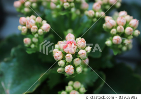 Tiny buds on a pink kalachoe plant about to bloom 83918982