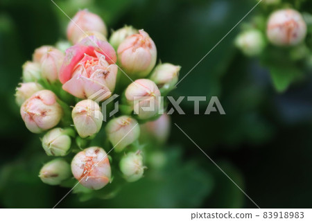 Macro photo od delicate pink kalanchoe flowers Macro photo od delicate pink kalanchoe flowers 83918983