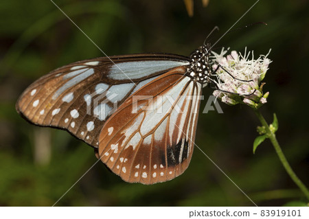 Asagi madara 83919101