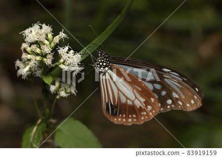 Asagi madara 83919159