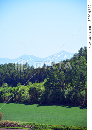 The magnificent land of Furano The magnificent land of Furano 83919242