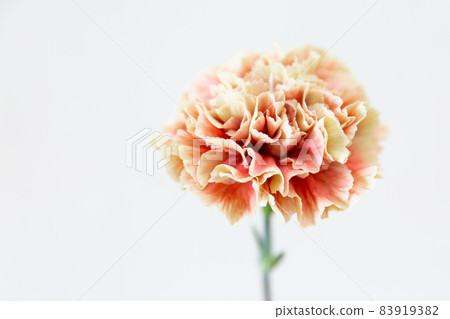 Single orange carnation Primero Mango Single orange carnation Primero Mango 83919382