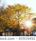 Autumn leaves in the evening when the setting sun shines 83919492