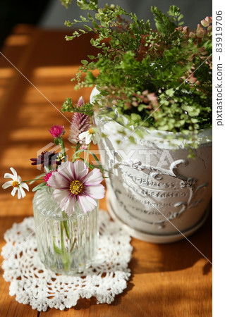 Autumn cherry blossoms and Asian tam Autumn cherry blossoms and Asian tam 83919706